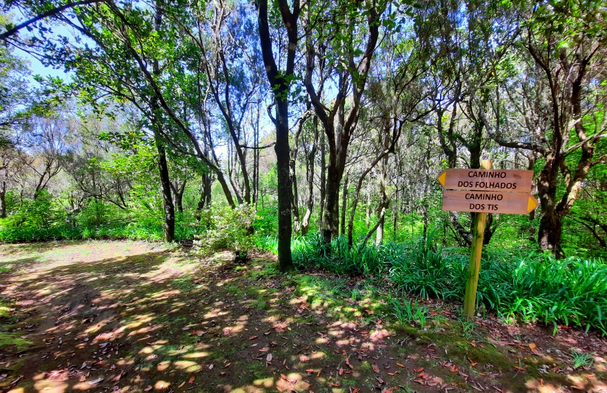 Laurel forest on Madeira Island- Queimadas park